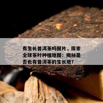 有生长普洱茶吗图片，探索全球茶叶种植地图：揭秘是不是也有普洱茶的生长地？