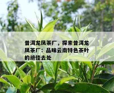 普洱龙凤茶厂，探索普洱龙凤茶厂：品味云南特色茶叶的绝佳去处