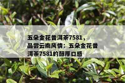 五朵金花普洱茶7581，品尝云南风情：五朵金花普洱茶7581的醇厚口感