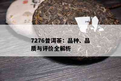 7276普洱茶：品种、品质与评价全解析