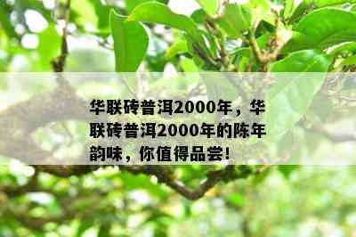 华联砖普洱2000年，华联砖普洱2000年的陈年韵味，你值得品尝！