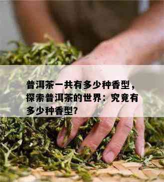 普洱茶一共有多少种香型，探索普洱茶的世界：究竟有多少种香型？