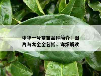 中华一号茶苗品种简介：图片与大全全包括，详细解读