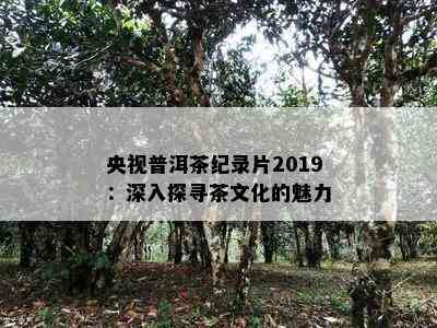 央视普洱茶纪录片2019：深入探寻茶文化的魅力