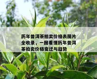 历年普洱茶拍卖价格表图片全收录，一图看懂历年普洱茶拍卖价格变迁与趋势