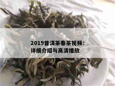 2019普洱茶春茶视频：详细介绍与高清播放