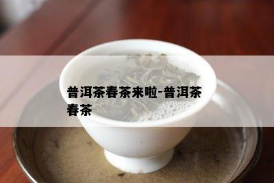 普洱茶春茶来啦-普洱茶 春茶