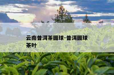 云南普洱茶圆球-普洱圆球茶叶