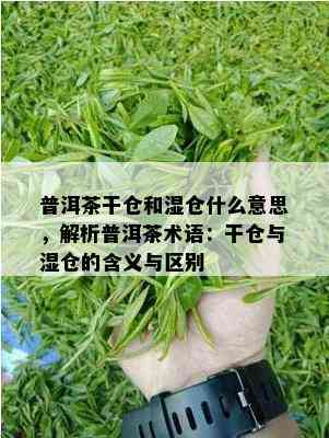 普洱茶干仓和湿仓什么意思，解析普洱茶术语：干仓与湿仓的含义与区别