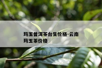 玛玉普洱茶台生价格-云南玛玉茶价格