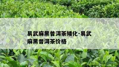 易武麻黑普洱茶矮化-易武麻黑普洱茶价格