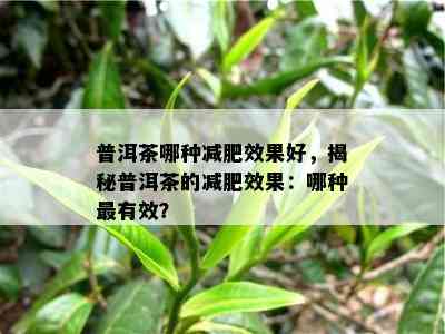 普洱茶哪种减肥效果好，揭秘普洱茶的减肥效果：哪种最有效？