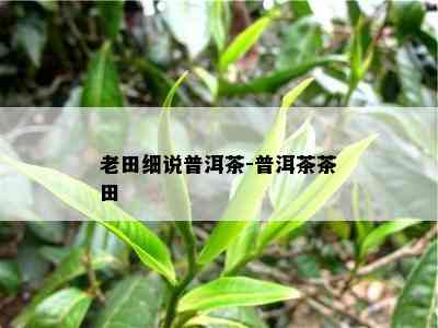 老田细说普洱茶-普洱茶茶田