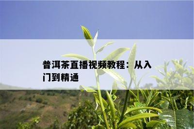 普洱茶直播视频教程：从入门到精通