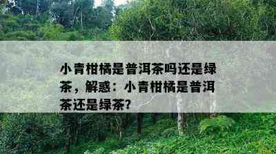 小青柑橘是普洱茶吗还是绿茶，解惑：小青柑橘是普洱茶还是绿茶？