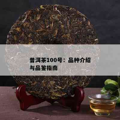 普洱茶100号：品种介绍与品鉴指南