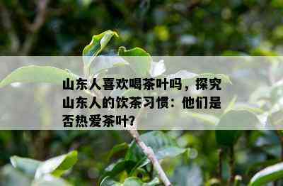 山东人喜欢喝茶叶吗，探究山东人的饮茶习惯：他们是否热爱茶叶？