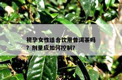 初孕女性适合饮用普洱茶吗？剂量应如何控制？