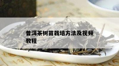 普洱茶树苗栽培方法及视频教程