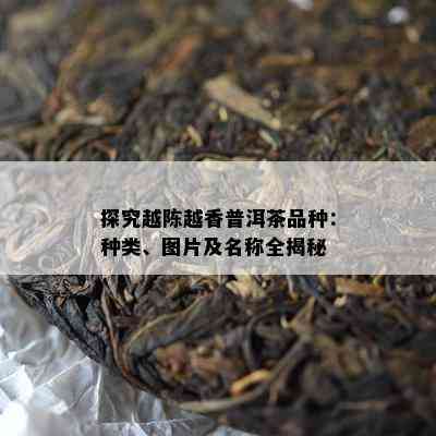 探究越陈越香普洱茶品种：种类、图片及名称全揭秘