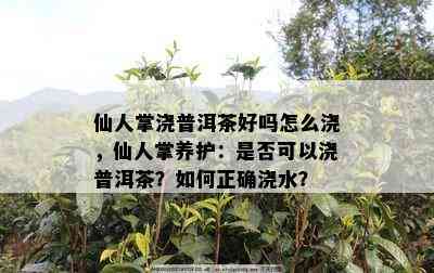 仙人掌浇普洱茶好吗怎么浇，仙人掌养护：是不是可以浇普洱茶？怎样正确浇水？