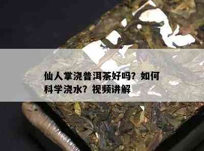 仙人掌浇普洱茶好吗？怎样科学浇水？视频讲解