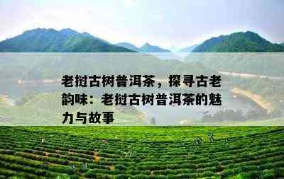 老挝古树普洱茶，探寻古老韵味：老挝古树普洱茶的魅力与故事