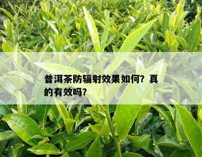 普洱茶防辐射效果如何？真的有效吗？