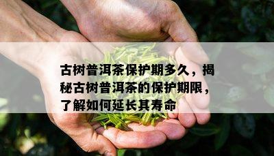 古树普洱茶保护期多久，揭秘古树普洱茶的保护期限，熟悉怎样延长其寿命