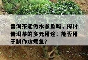 普洱茶能做水煮吗，探讨普洱茶的多元用途：能否用于制作水煮？