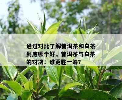 通过对比了解普洱茶和白茶到底哪个好，普洱茶与白茶的对决：谁更胜一筹？