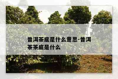 普洱茶底是什么意思-普洱茶茶底是什么