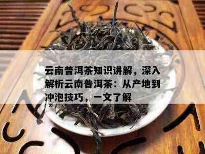 云南普洱茶知识讲解，深入解析云南普洱茶：从产地到冲泡技巧，一文熟悉