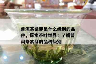 普洱茶紫芽是什么级别的品种，探索茶叶世界：熟悉普洱茶紫芽的品种级别