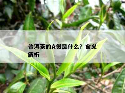 普洱茶的A货是什么？含义解析