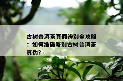 古树普洱茶真假辨别全攻略：怎样准确鉴别古树普洱茶真伪？