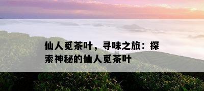 仙人觅茶叶，寻味之旅：探索神秘的仙人觅茶叶