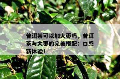 普洱茶可以加大枣吗，普洱茶与大枣的完美搭配：口感新体验！