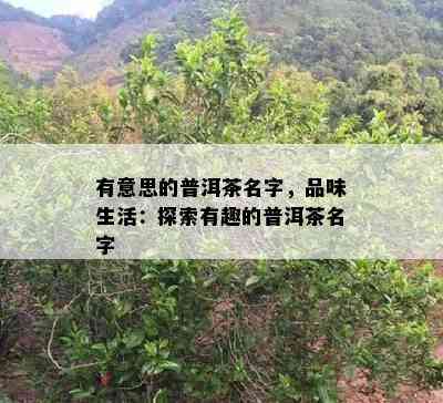 有意思的普洱茶名字，品味生活：探索有趣的普洱茶名字