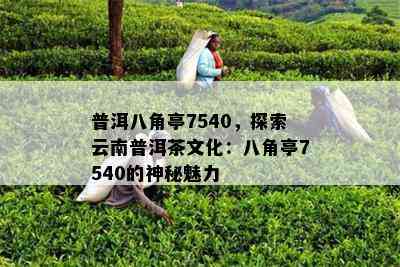 普洱八角亭7540，探索云南普洱茶文化：八角亭7540的神秘魅力