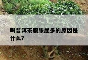 喝普洱茶腹胀屁多的原因是什么？