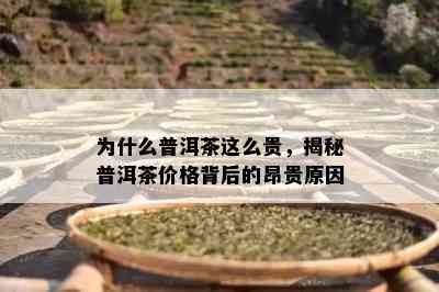 为什么普洱茶这么贵，揭秘普洱茶价格背后的昂贵原因