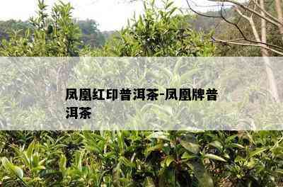 凤凰红印普洱茶-凤凰牌普洱茶