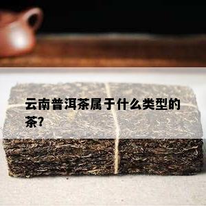 云南普洱茶属于什么类型的茶？