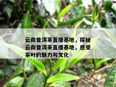 云南普洱茶直播基地，探秘云南普洱茶直播基地，感受茶叶的魅力与文化