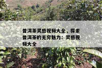 普洱茶灵感视频大全，探索普洱茶的无穷魅力：灵感视频大全