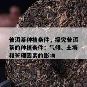 普洱茶种植条件，探究普洱茶的种植条件：气候、土壤和管理因素的作用