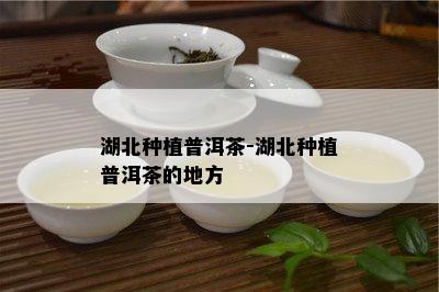 湖北种植普洱茶-湖北种植普洱茶的地方