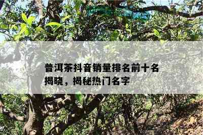 普洱茶抖音销量排名前十名揭晓，揭秘热门名字