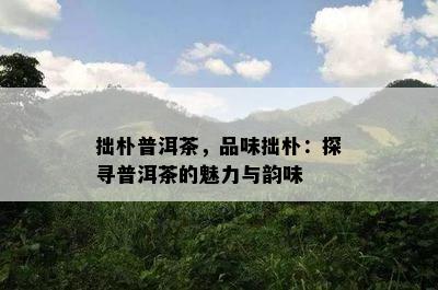 拙朴普洱茶，品味拙朴：探寻普洱茶的魅力与韵味